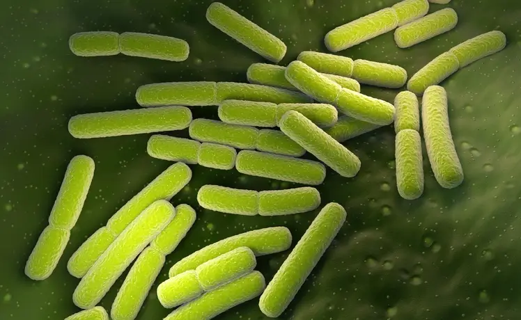 Close-up of green rod-shaped bacteria on a surface, highlighting microbial life and potential causes of infections.