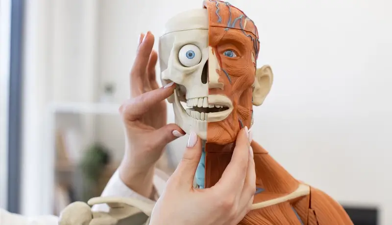 Ανατομικό πρόπλασμα ανθρώπινου σώματος που δείχνει τη δομή των οστών και των μυών, με χέρια που ρυθμίζουν τις λεπτομέρειες.
