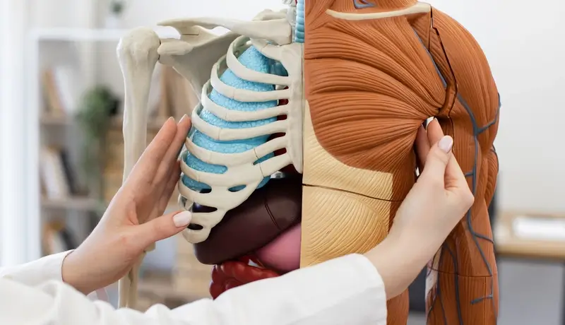 Ανατομικό μοντέλο που δείχνει τις δομές των πλευρών και των μυών.