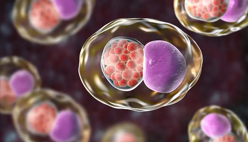 Απεικόνιση του βακτηρίου Chlamydia trachomatis, που προκαλεί τη λοίμωξη χλαμύδια.