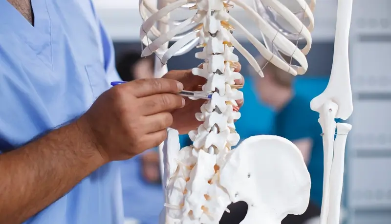 Skeleton model showing the spine, with a doctor explaining using a pen.