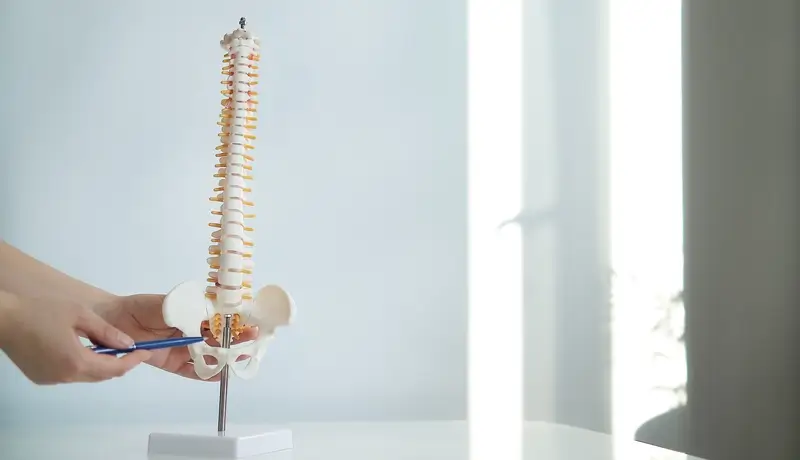 Model of the spine with pelvis, being pointed to by a human hand with a pen.