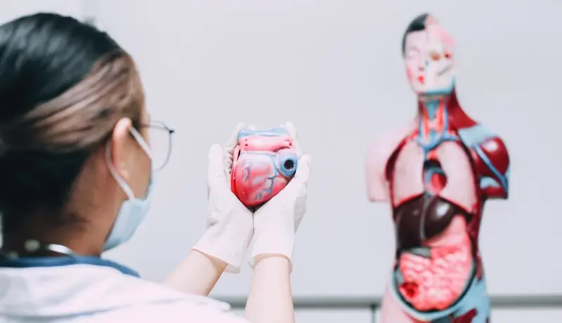 Female doctor holding a heart model, explaining cardiovascular health and anatomy.